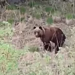 Я вижу медведя: сибирячка не смогла сдержать эмоций при встрече с медведем