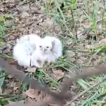 В Барнауле садовод нашел двух птенцов неясыти и пострадал от их агрессивной матери