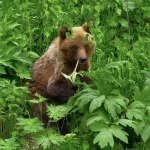 Медведей засняли за трапезой в богатой зелени прителецких склонов. Фото