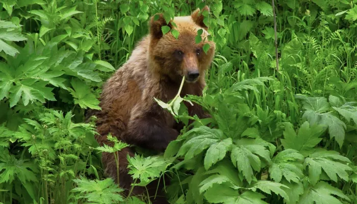Медведей засняли за трапезой в богатой зелени прителецких склонов. Фото