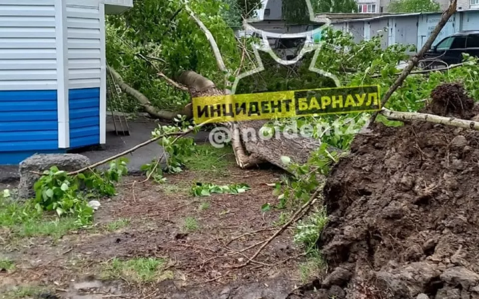 В Барнауле огромный тополь рухнул рядом с детской площадкой
