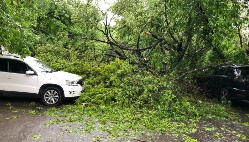 В Барнауле рухнуло старое дерево и придавило семь машин
