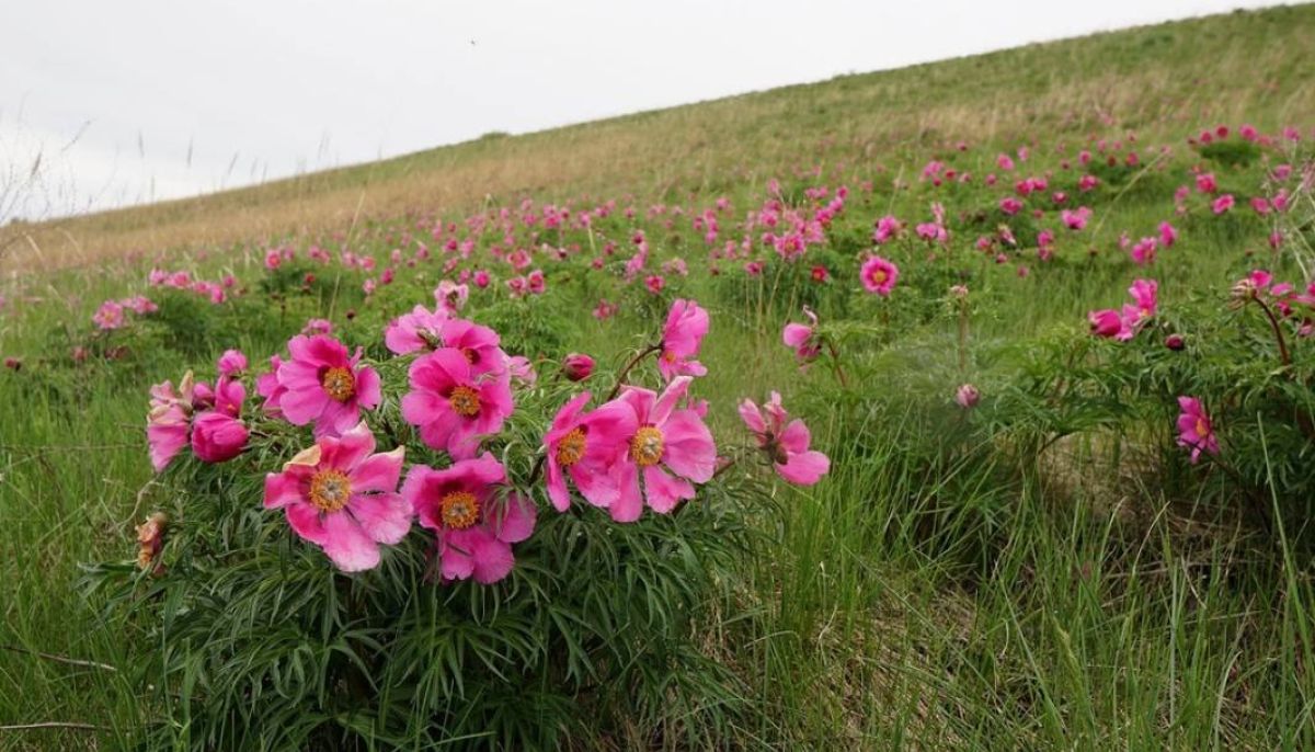 На Алтае нашли уникальную степь с краснокнижными пионами - Толк 31.05.2024