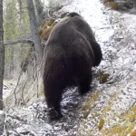 Косолапого медведя, гуляющего по заснеженному склону, заметили на Алтае. Видео