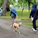 Жительница Барнаула пожаловалась на посетителей с собаками в парке Изумрудный