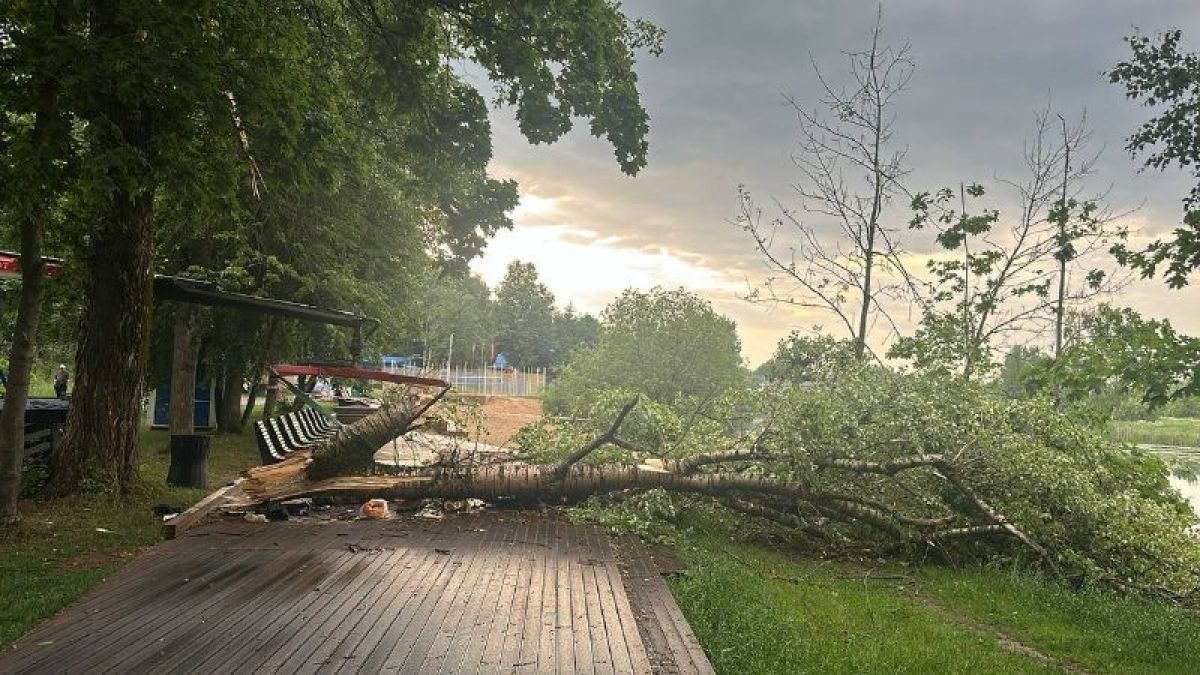 Рухнувшее дерево