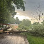 В Подмосковье дерево убило дедушку и его девятилетнего внука во время грозы