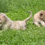 Барнаульский зоопарк показал фото новорожденных львят Рика и Арии