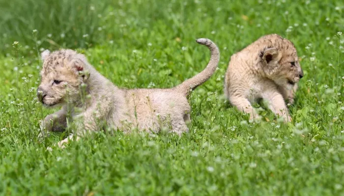 Барнаульский зоопарк показал фото новорожденных львят Рика и Арии