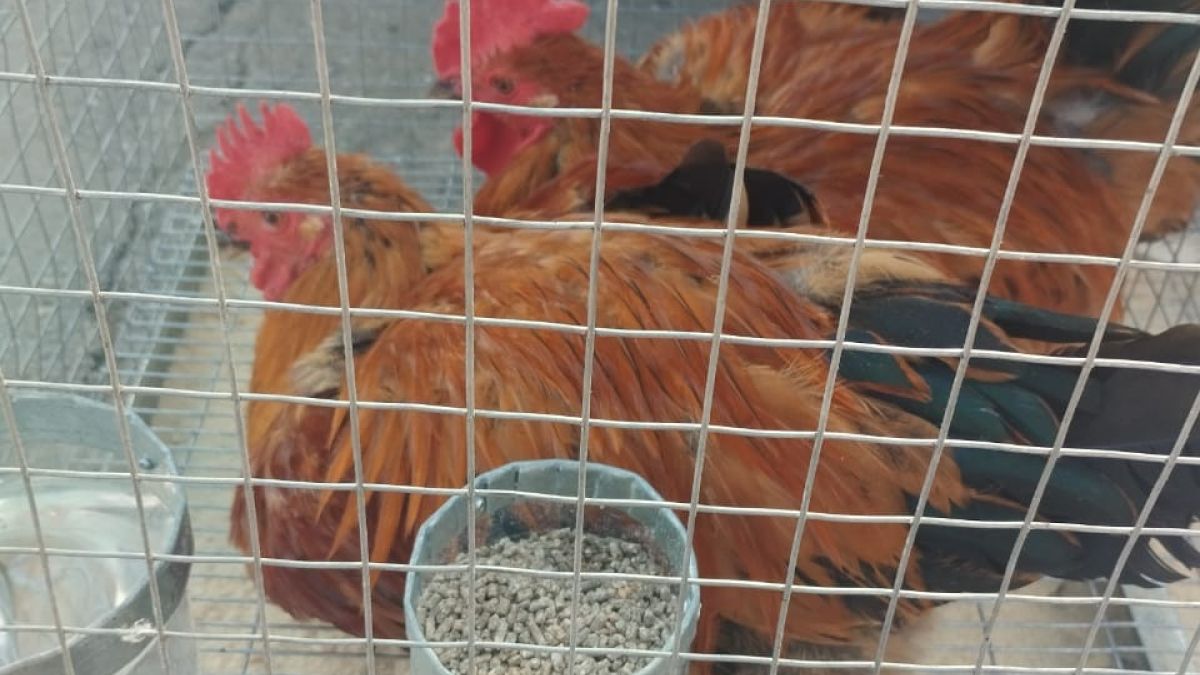 Курицы на "птичьем рынке" в Барнауле
