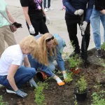 В новосибирском парке фанаты Юрия Шатунова высадили аллею из белых роз