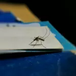 Энтомолог прогнозирует пик комариного нашествия в Алтайском крае на 7-10 июля