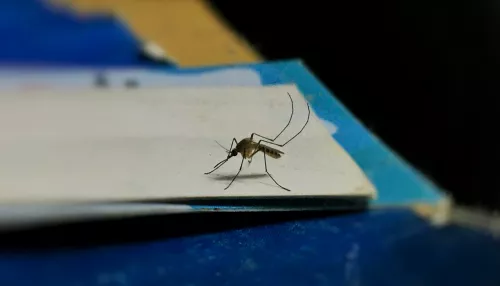 Алтайский биолог рассказала, зачем комары пьют кровь