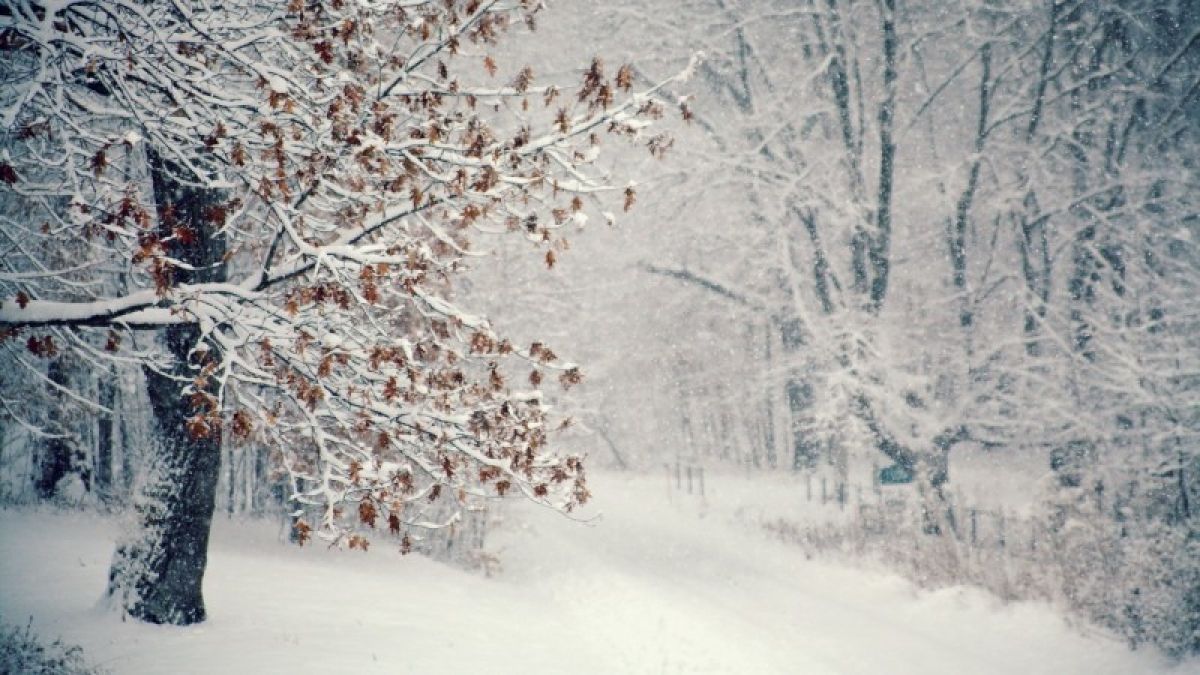 Снег и метели ожидаются 26 ноября в Алтайском крае
