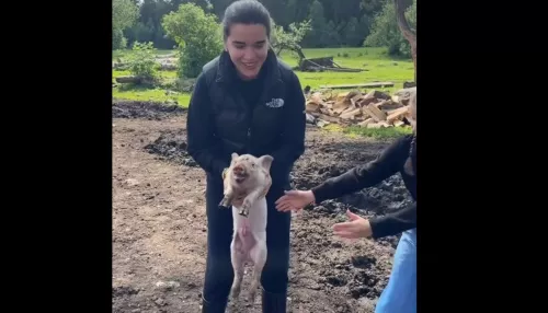 Ксения Бородина показала деревенскую жизнь на Алтае и сняла видео с поросенком