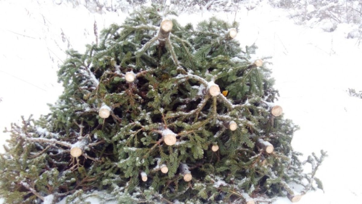 Барнаулец незаконно рубил пихты в Горном Алтае для новогодней продажи