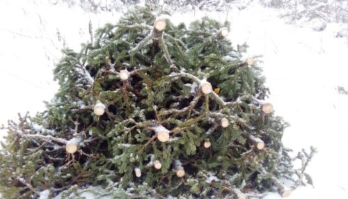 Барнаулец незаконно рубил пихты в Горном Алтае для новогодней продажи