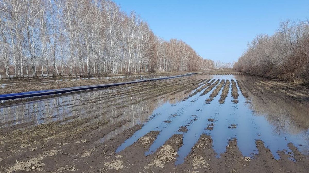 Затопленный земляничный сад