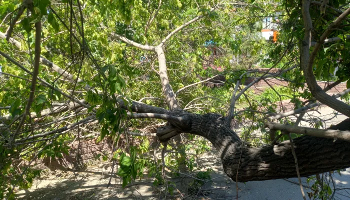 В Барнауле убрали упавшее дерево на пр. Строителей