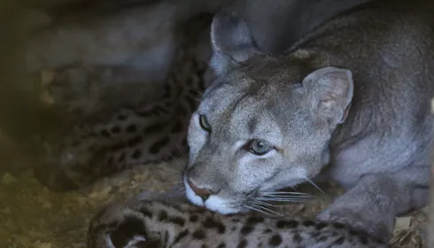 Два очаровательных пуменка родились в зоопарке Барнаула. Фото