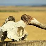 Более 130 скотомогильников ликвидируют в Алтайском крае