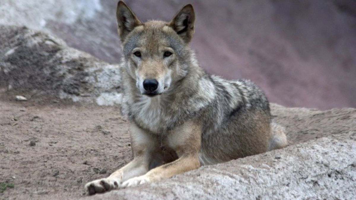 Барнаульская семья отсудила 150 тысяч рублей у зоопарка за нападение волка
