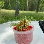 Земляника, грибы и цветы. Жители Алтайского края делятся яркими кадрами даров лета