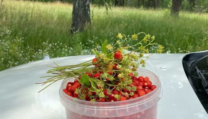 Земляника, грибы и цветы. Жители Алтайского края делятся яркими кадрами даров лета