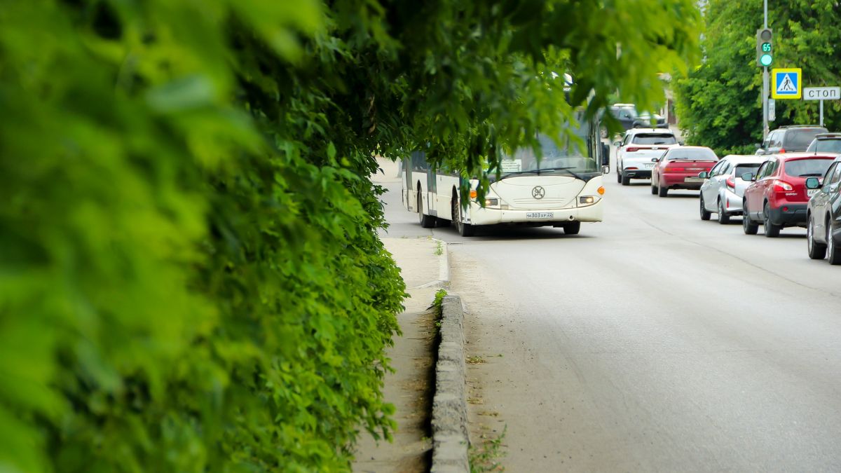 Растительность Барнаула