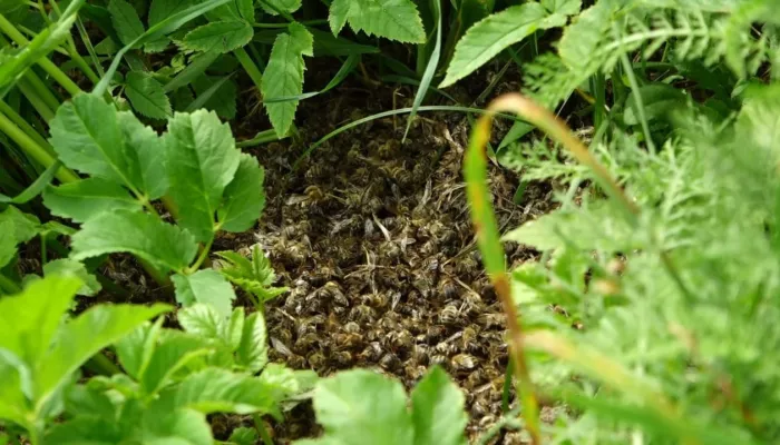 Пасечники пяти районов Алтайского края столкнулись с массовым мором пчел