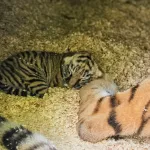Беби-бум: в барнаульском зоопарке в начале июля родились тигрята