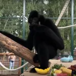 Новосибирец рассказал, почему отдал гиббона в барнаульский зоопарк