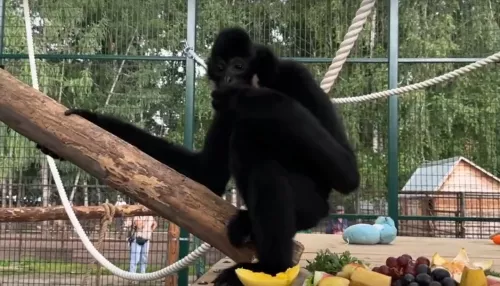 Новосибирец рассказал, почему отдал гиббона в барнаульский зоопарк