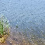 В Алтайском крае мужчина утонул при купании на диком пляже