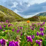 Яркие краски цветов высокогорья показали в Алтайском заповеднике. Фото