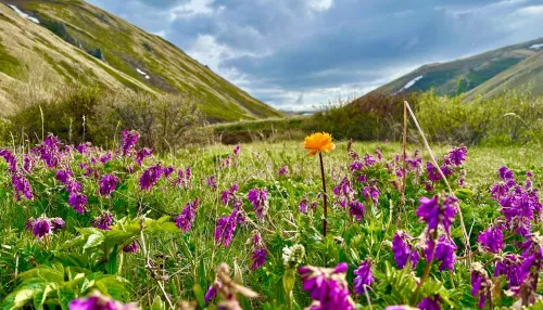 Яркие краски цветов высокогорья показали в Алтайском заповеднике. Фото