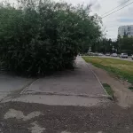 Барнаульцы снова жалуются на заросли на городских тротуарах