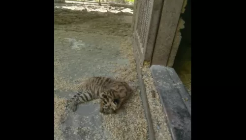В барнаульском зоопарке родилось восемь тигрят за день