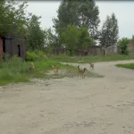 Жители Новоалтайска спорят о судьбе собачьей семьи, обитающей недалеко от многоэтажки
