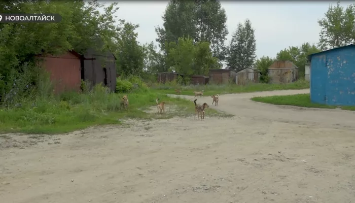Жители Новоалтайска спорят о судьбе собачьей семьи, обитающей недалеко от многоэтажки