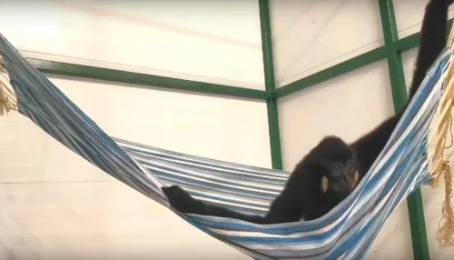 В барнаульском зоопарке показали, как гиббон Билли нежится в гамаке по утрам. Видео