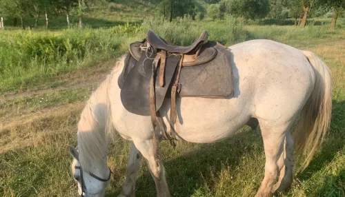 В Алтайском крае девятилетний мальчик погиб, упав с лошади