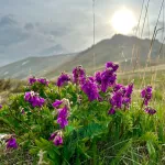 Яркие цветы усыпали высокогорье Алтайского заповедника. Фото