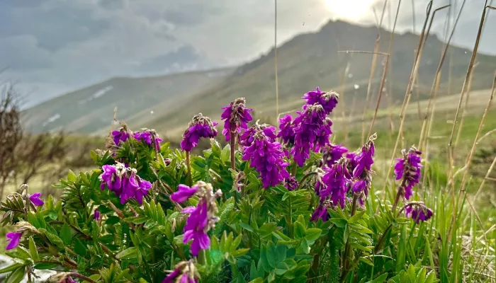 Яркие цветы усыпали высокогорье Алтайского заповедника. Фото