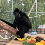 К гиббону Билли в барнаульский зоопарк приедет подружка из Пензы