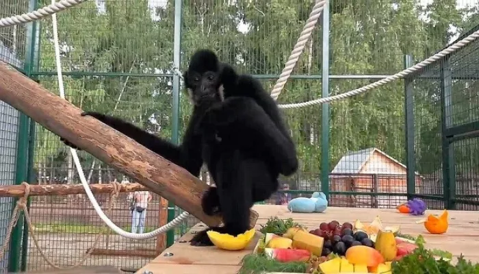 К гиббону Билли в барнаульский зоопарк приедет подружка из Пензы