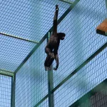 Новосибирец, который сдал гиббона в барнаульский зоопарк, рассказал о тяжести разлуки