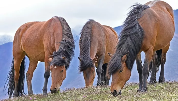 Снежный барс напал на лошадь чабанов в высокогорье Алтая