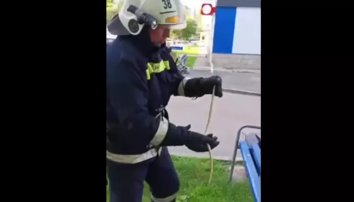 Пожарные Заринска спасли жителей города от маленькой змеи во дворе
