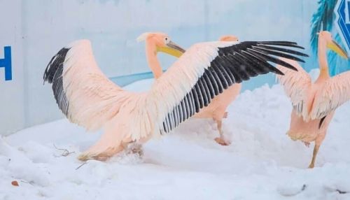 Барнаульский зоопарк показал, как зимуют животные и птицы
